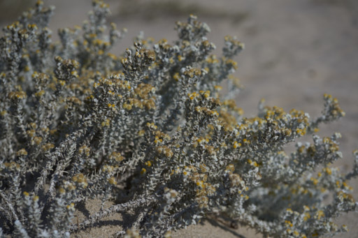 dune plants